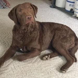 Meet your Posher, Merry